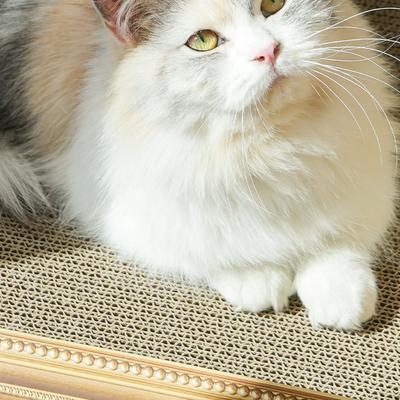 Show full view: Fairela 16.9-in Oil Painting Cat Scratcher, Blue slide 7 of 10