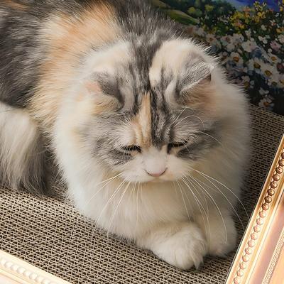 Show full view: Fairela 16.9-in Oil Painting Cat Scratcher, Blue slide 5 of 10