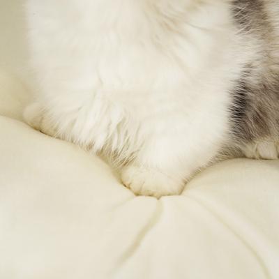 Show full view: Fairela Little Bear Fabric Furniture Style Sofa Dog & Cat Bed with Removable Cover, Brown/White, Medium slide 7 of 8