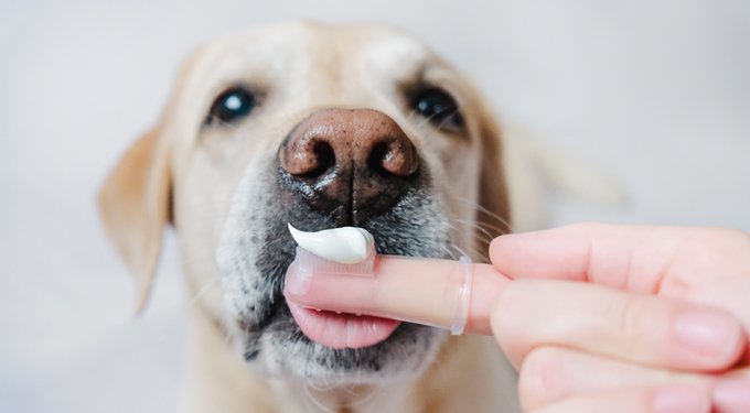 Virbac C.E.T. Enzymatic Poultry Flavor Dog & Cat Toothpaste