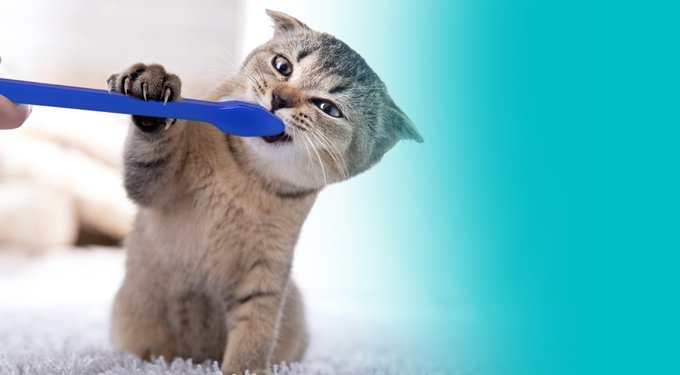Virbac C.E.T. Enzymatic Poultry Flavor Dog & Cat Toothpaste