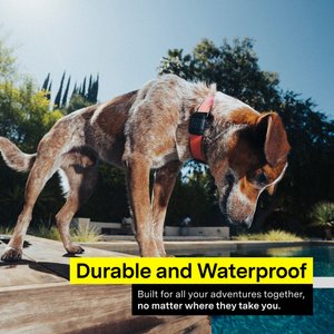 Fi Mini GPS Smart Dog Collar, Black