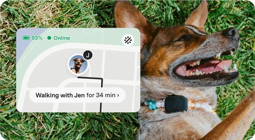Show full view: Fi Mini GPS Smart Dog Collar, Black slide 4 of 10
