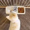 Show in main carousel: IRIS Crate Dog Water Feeder, Beige, 2-cup slide 7 of 9