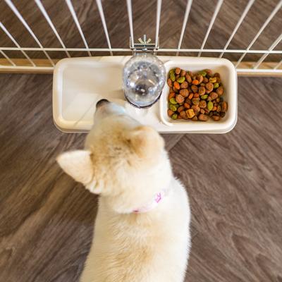 Show full view: IRIS Crate Dog Water Feeder, Beige, 2-cup slide 7 of 9