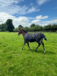 Horseware Amigo Ripstop 900D 50g Foal Turnout, Black, Classic Blue, 30-in slide 2 of 5