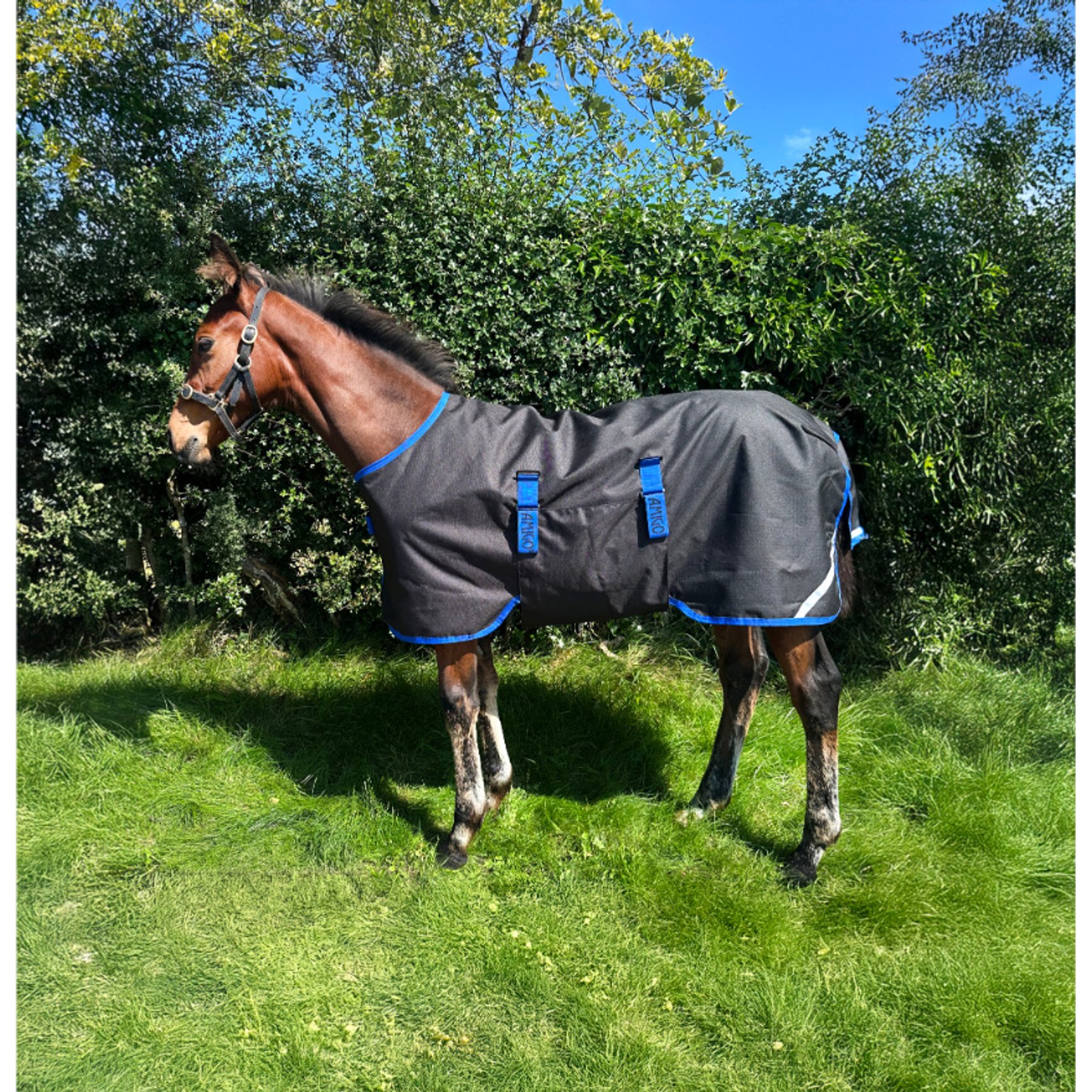 Horseware Amigo Ripstop 900D 200g Foal Turnout, Black, Classic Blue, 48-in