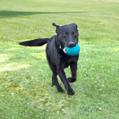 Show full view: Chew King by Mammoth Peanut Butter Flavor Rubber Ball Tough Dog Chew Toy, Blue, 4-in, 2 count slide 4 of 5