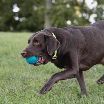 Show full view: Chew King by Mammoth Peanut Butter Flavor Rubber Ball Tough Dog Chew Toy, Blue, 3-in, 2 count slide 5 of 5