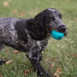 Chew King by Mammoth Peanut Butter Flavor Rubber Ball Tough Dog Chew Toy, Blue, 2.5-in, 3 count slide 2 of 5