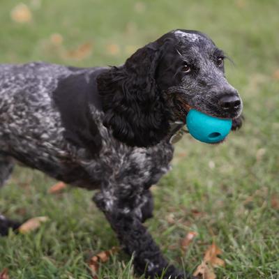 Show full view: Chew King by Mammoth Peanut Butter Flavor Rubber Ball Tough Dog Chew Toy, Blue, 2.5-in, 3 count slide 5 of 5