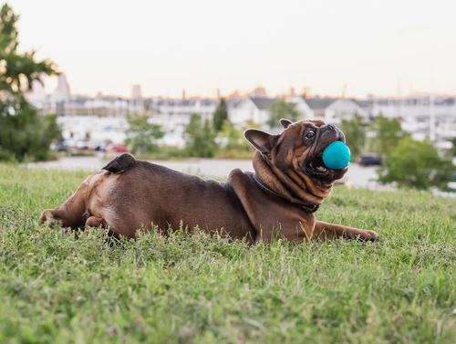 Show full view: Chew King by Mammoth Peanut Butter Flavor Rubber Ball Tough Dog Chew Toy, Blue, 2.5-in, 3 count slide 4 of 5