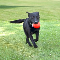 Chew King by Mammoth Beef Flavor Rubber Ball Tough Dog Chew Toy, Red, 4-in, 2 count slide 2 of 5