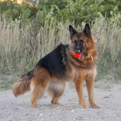 Show full view: Chew King by Mammoth Beef Flavor Rubber Ball Tough Dog Chew Toy, Red, 4-in, 2 count slide 5 of 5