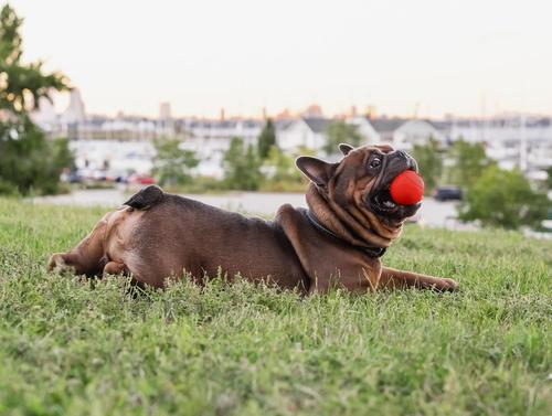 Show full view: Chew King by Mammoth Beef Flavor Rubber Ball Tough Dog Chew Toy, Red, 2.5-in, 3 count slide 4 of 5