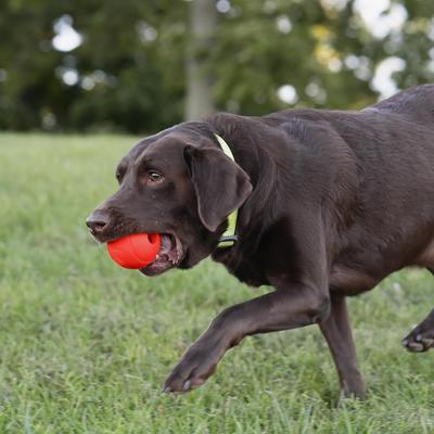 Show full view: Chew King by Mammoth Beef Flavor Rubber Ball Tough Dog Chew Toy, Red, 3-in, 2 count slide 4 of 5
