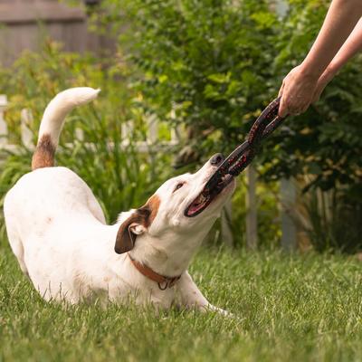 Show full view: Chew King by Mammoth Supreme Infinity Tug Ring Tough Dog Chew Toy slide 4 of 8