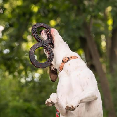 Show full view: Chew King by Mammoth Supreme Infinity Tug Ring Tough Dog Chew Toy slide 5 of 8