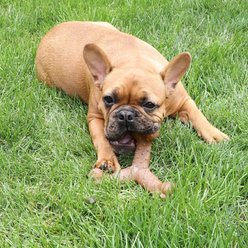 Chew King by Mammoth Bacon Flavored Nylon Wishbone Tough Chew Dog Toy, Small slide 2 of 7