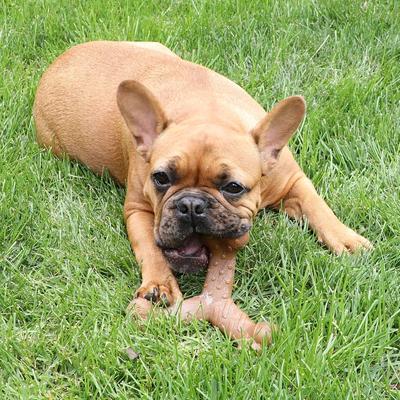 Show full view: Chew King by Mammoth Bacon Flavored Nylon Wishbone Tough Chew Dog Toy, Medium slide 8 of 9