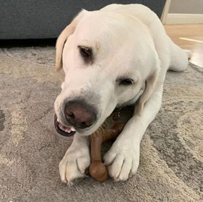 Show full view: Chew King by Mammoth Bacon Flavored Nylon Wishbone Tough Chew Dog Toy, Medium slide 5 of 9