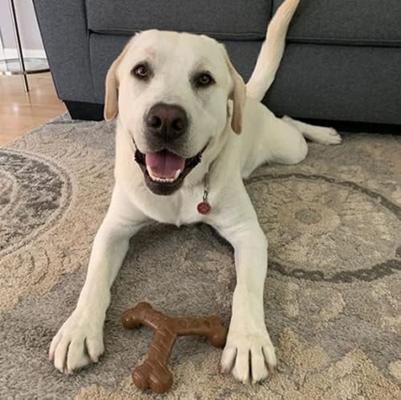 Show full view: Chew King by Mammoth Bacon Flavored Nylon Wishbone Tough Chew Dog Toy, Medium slide 4 of 9