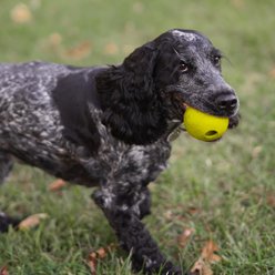 Chew King by Mammoth Chicken Flavor Rubber Ball Tough Dog Chew Toy, Yellow, 2.5-in, 3 count slide 2 of 5