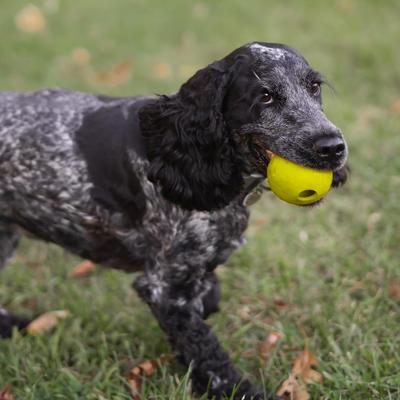 Show full view: Chew King by Mammoth Chicken Flavor Rubber Ball Tough Dog Chew Toy, Yellow, 2.5-in, 3 count slide 6 of 6