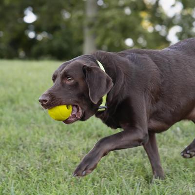 Show full view: Chew King by Mammoth Chicken Flavor Rubber Ball Tough Dog Chew Toy, Yellow, 3-in, 2 count slide 5 of 6