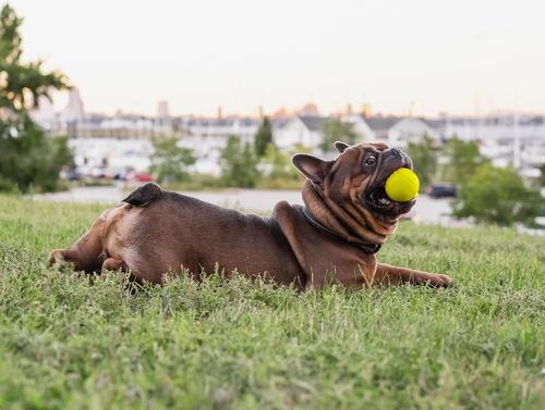 Show full view: Chew King by Mammoth Chicken Flavor Rubber Ball Tough Dog Chew Toy, Yellow, 2.5-in, 3 count slide 5 of 6
