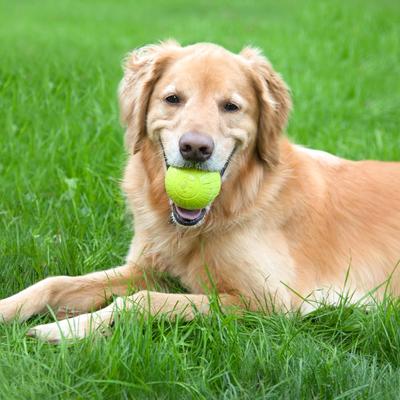 Show full view: Chew King by Mammoth Collection Supreme Tough Ball Dog Toy, Green, 3-in, 8 count slide 10 of 11