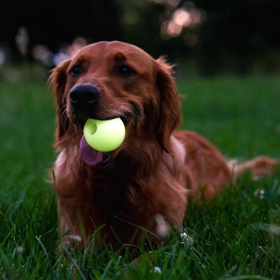 Show full view: Chew King by Mammoth Glowing Fetch Tough Chew Combo Ball Dog Toy, White, Green & Blue, 3-in slide 6 of 10