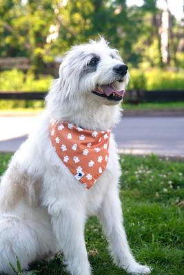 Show full view: Dog Bandana Co. Mummy & Ghost Dog Bandana, Orange, Large slide 3 of 5