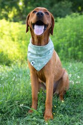 Dog Bandana Co. Camping Dog Bandana, Green, Small slide 2 of 4