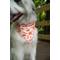 Show in main carousel: Dog Bandana Co. Everyone Is Thankful Dog Bandana, Orange, Large slide 3 of 6