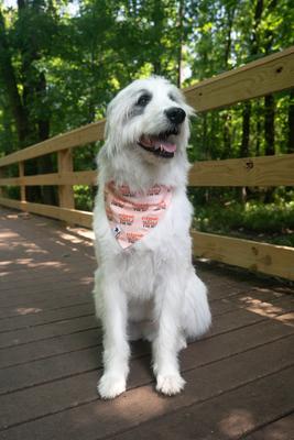 Show full view: Dog Bandana Co. Everyone Is Thankful Dog Bandana, Orange, Small slide 2 of 6