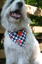 Dog Bandana Co. Halloween Plaid Dog Bandana, Black, Large slide 2 of 4
