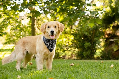 Show full view: Dog Bandana Co. Skeleton Dog Bandana, Black, Medium slide 2 of 4