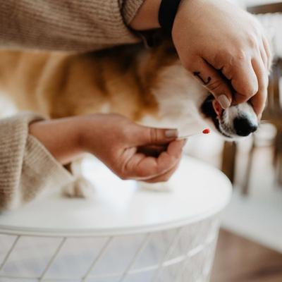 Show full view: Bellylabs Pregnancy Test Kit for Dogs slide 6 of 8