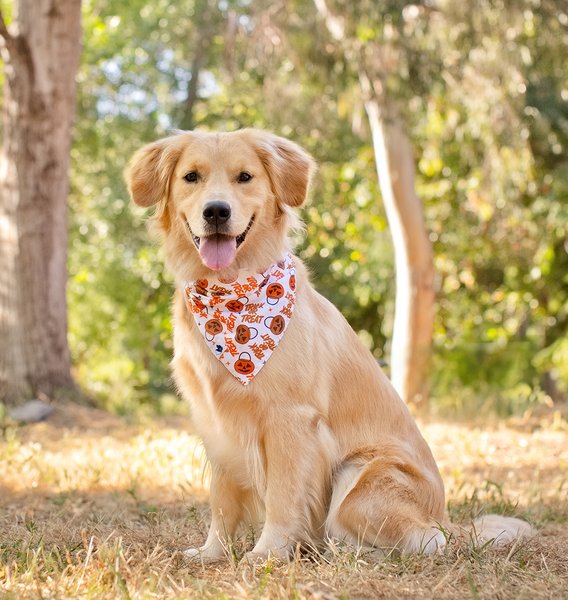 Show full view: Dog Bandana Co. Trick Or Treat Dog Bandana, Orange, Large slide 2 of 5
