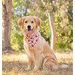 Show in main carousel: Dog Bandana Co. Trick Or Treat Dog Bandana, Orange, Large slide 2 of 5
