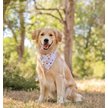 Show in main carousel: Dog Bandana Co. Trick Or Treat Dog Bandana, Orange, Large slide 3 of 5