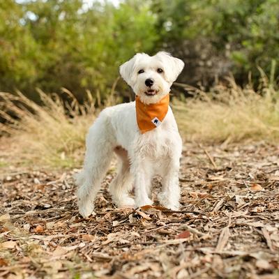 Show full view: Dog Bandana Co. Pumpkin Dog Bandana, Orange, Large slide 3 of 5