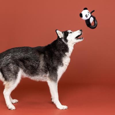 Show full view: Fringe Studio Stu-Pandaous TPR Plush Dog Toy slide 4 of 5