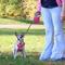 Show in main carousel: Power Walker Retractable Dog Leash, Pink, 16-ft long, 1/2-in wide, Large slide 4 of 10
