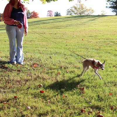 Show full view: Power Walker Retractable Dog Leash, Pink, 16-ft long, 1/2-in wide, Large slide 6 of 10