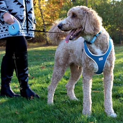 Show full view: Power Walker Retractable Dog Leash, Blue, 16-ft long, 1/2-in wide, Large slide 6 of 9