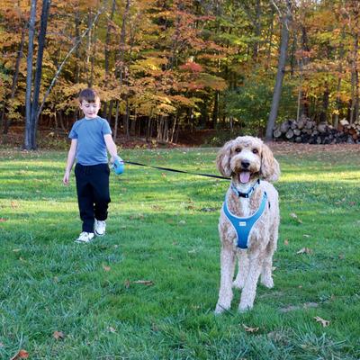 Show full view: Power Walker Retractable Dog Leash, Blue, 16-ft long, 1/2-in wide, Large slide 2 of 9