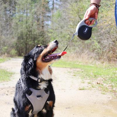 Show full view: Power Walker Retractable Dog Leash, Black, 12-ft long, 5/16-in wide, X-Small slide 5 of 9