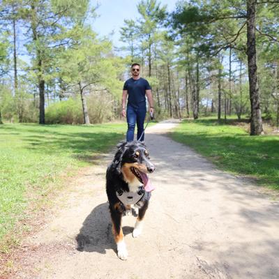 Show full view: Power Walker Retractable Dog Leash, Black, 12-ft long, 5/16-in wide, X-Small slide 4 of 9